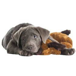 Snuggle Puppy Kit Iniziale per Cuccioli Comfortable Beginnings