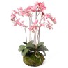 Emerald Orchidea Artificiale con Muschio Rosa 75 cm 417662