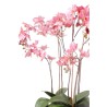 Emerald Orchidea Artificiale con Muschio Rosa 75 cm 417662