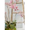 Emerald Orchidea Artificiale con Muschio Rosa 75 cm 417662