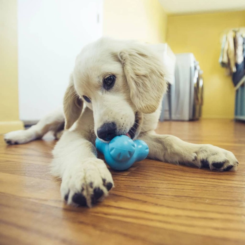 West Paw Giocattolo per Cani con Zogoflex Tux Blu Acqua L