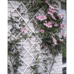 Nature Pergolato da Giardino 50x150 cm PVC Bianco 6040701