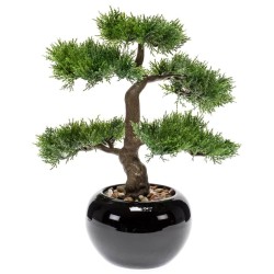 Emerald Bonsai Cedro...