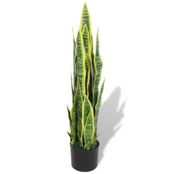   Sansevieria Pianta...