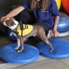 FitPAWS Disco per l'Allenamento dell'Equilibrio per Cani 56 cm Blu