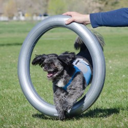 FitPAWS Supporto Anello di Addestramento 63 cm Grigio