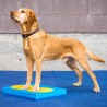 FitPAWS Pad per l'Allenamento dell'Equilibrio per Cani 38x46x5 cm Blu