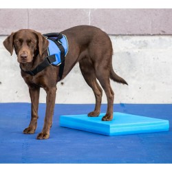 FitPAWS Pad per l'Allenamento dell'Equilibrio per Cani 38x46x5 cm Blu