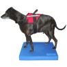 FitPAWS Pad per l'Allenamento dell'Equilibrio per Cani 38x46x5 cm Blu