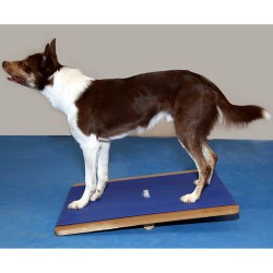 FitPAWS Tavola per l'Equilibrio Gigante 75x75 cm Blu