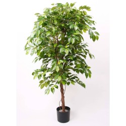 Emerald Ficus Benjamina...