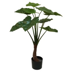 Emerald Albero di Alocasia...