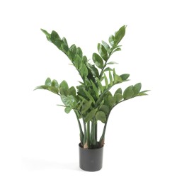 Emerald Zamioculcas...