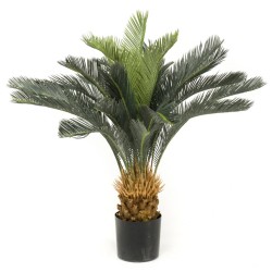 Emerald Albero di Cycas...