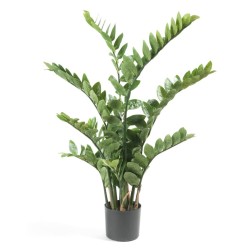 Emerald Zamioculcas...