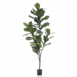 Emerald Pianta di Ficus...