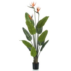 Emerald Strelitzia Pianta...