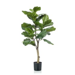 Emerald Pianta di Ficus...