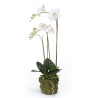 Emerald Orchidea Phalaenopsis Artificiale 70 cm Bianca