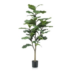 Emerald Pianta di Ficus...