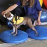 FitPAWS Disco per l'Allenamento dell'Equilibrio per Cani 36 cm Blu