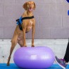 FitPAWS Palla di Equillibrio per Animali TRAX Donut 55 cm Viola