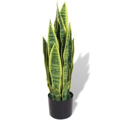   Sansevieria Pianta...