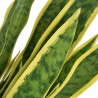   Sansevieria Pianta Artificiale con Vaso 65 cm Verde