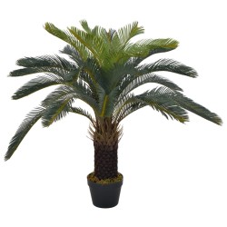   Palma di Cycas...