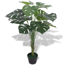   Monstera Pianta...