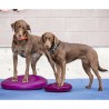 FitPAWS Disco per l'Allenamento dell'Equilibrio per Cani 56 cm Lampone